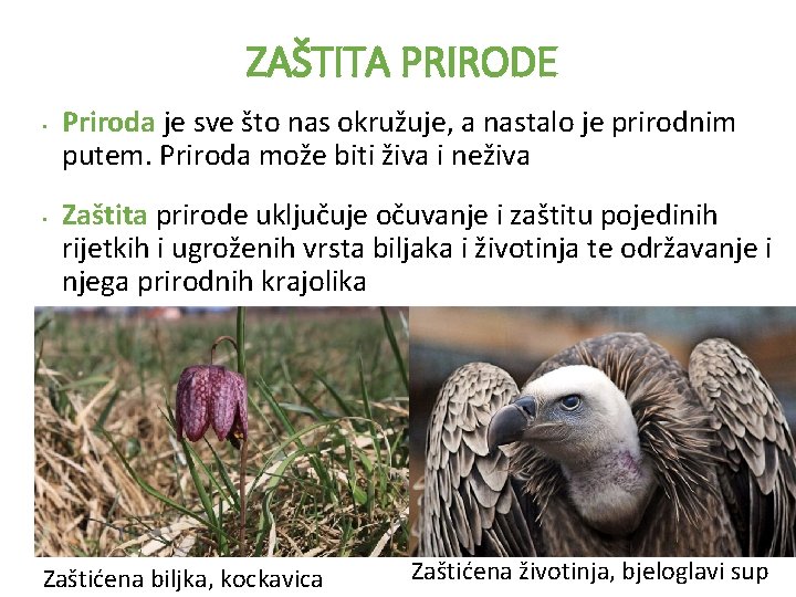 ZAŠTITA PRIRODE • • Priroda je sve što nas okružuje, a nastalo je prirodnim
