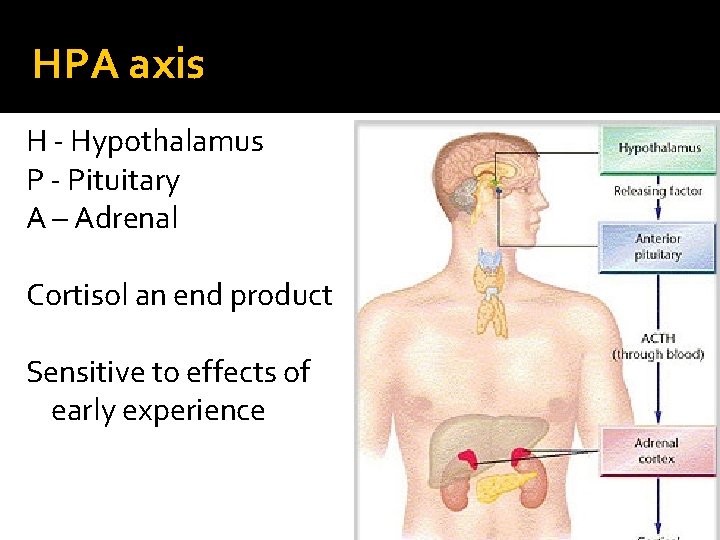 HPA axis H - Hypothalamus P - Pituitary A – Adrenal Cortisol an end