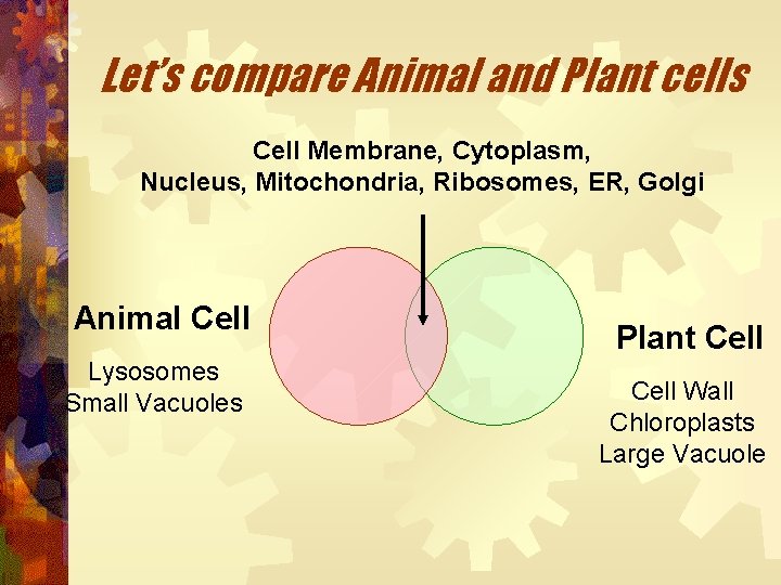 Let’s compare Animal and Plant cells Cell Membrane, Cytoplasm, Nucleus, Mitochondria, Ribosomes, ER, Golgi