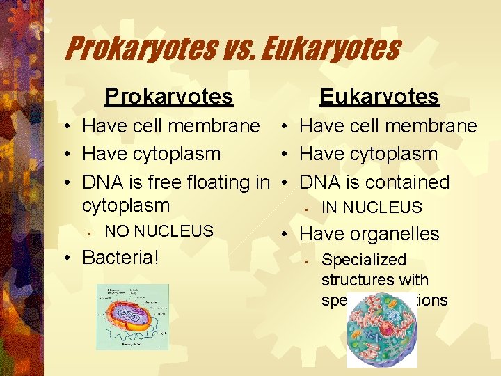 Prokaryotes vs. Eukaryotes Prokaryotes Eukaryotes • Have cell membrane • Have cytoplasm • DNA