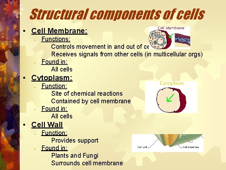 Structural components of cells • Cell Membrane: • • Functions: • Controls movement in