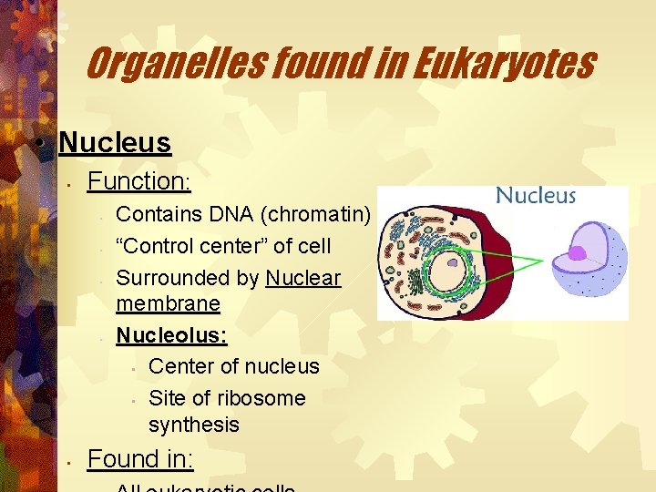 Organelles found in Eukaryotes • Nucleus • Function: • • • Contains DNA (chromatin)