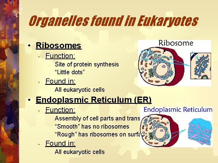 Organelles found in Eukaryotes • Ribosomes • Function: • • • Site of protein