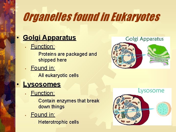 Organelles found in Eukaryotes • Golgi Apparatus • Function: • • Proteins are packaged