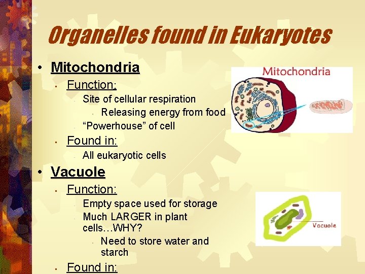Organelles found in Eukaryotes • Mitochondria • Function: • • • Site of cellular