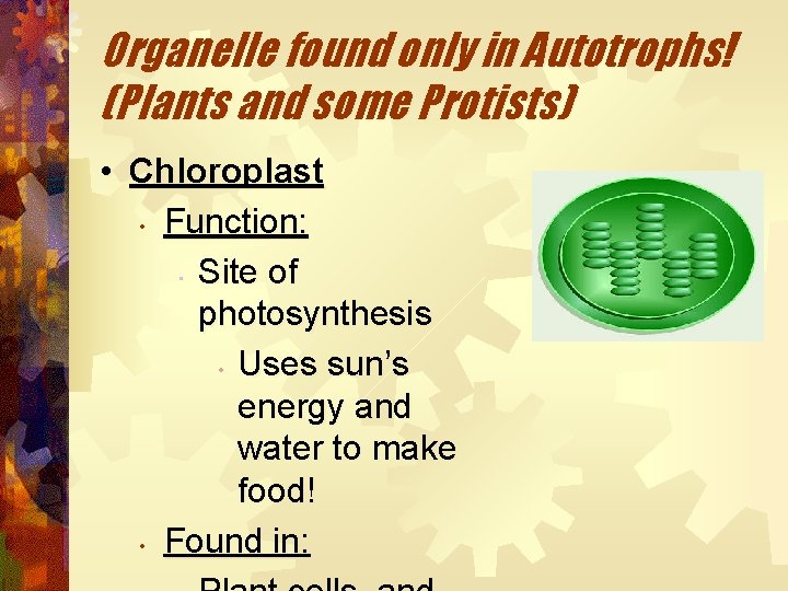 Organelle found only in Autotrophs! (Plants and some Protists) • Chloroplast • Function: •