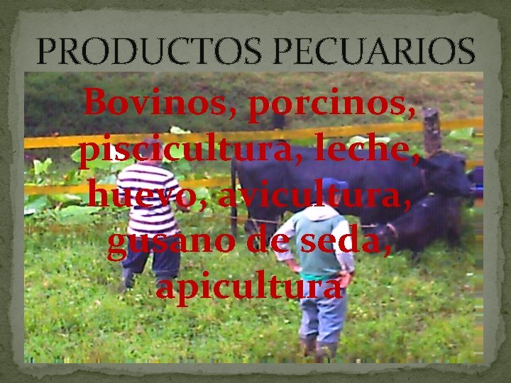 PRODUCTOS PECUARIOS Bovinos, porcinos, piscicultura, leche, huevo, avicultura, gusano de seda, apicultura 