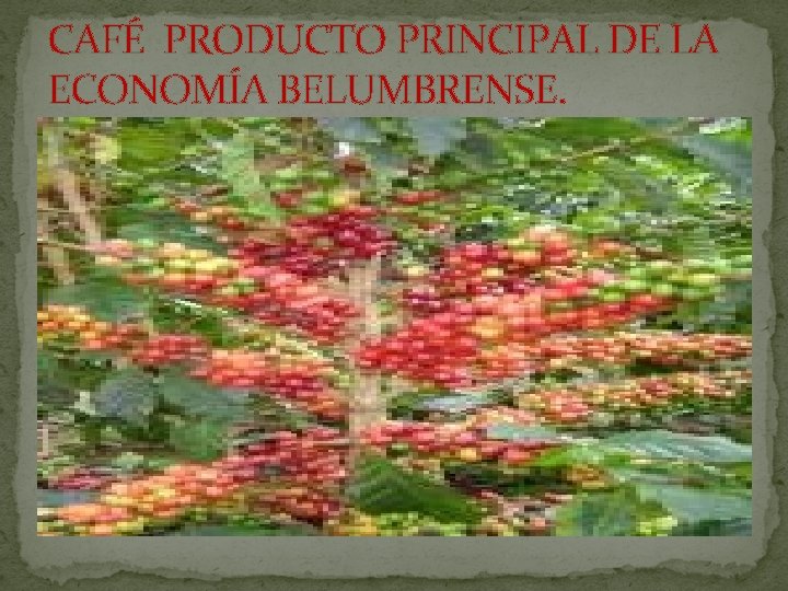 CAFÉ PRODUCTO PRINCIPAL DE LA ECONOMÍA BELUMBRENSE. 