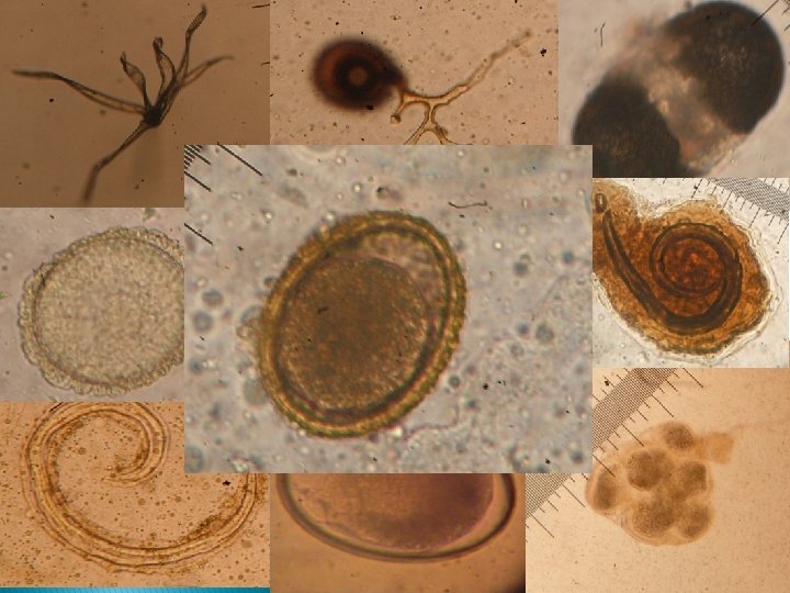 Under the Microscope 5 