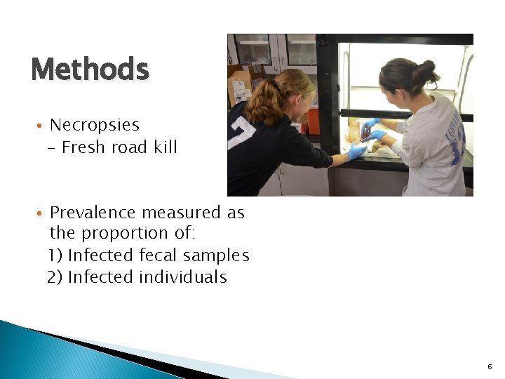 Methods • Necropsies - Fresh road kill • Prevalence measured as the proportion of: