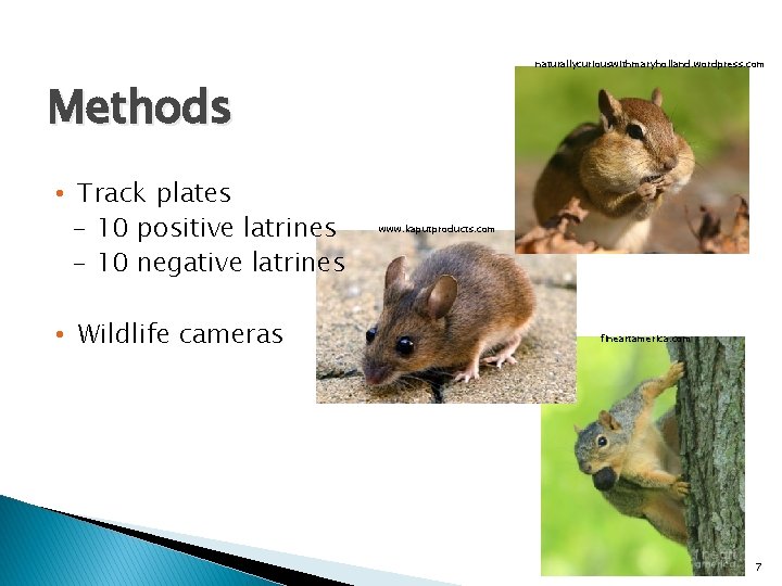 naturallycuriouswithmaryholland. wordpress. com Methods • Track plates - 10 positive latrines - 10 negative