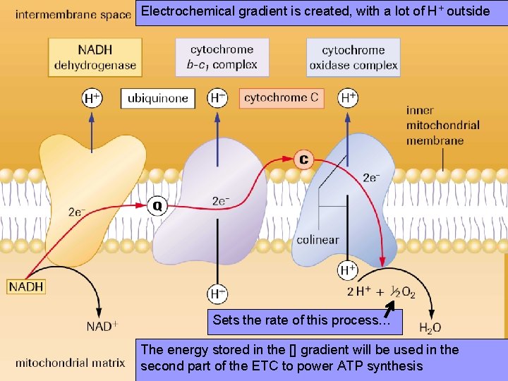 Electrochemical gradient is created, with a lot of H+ outside Sets the rate of
