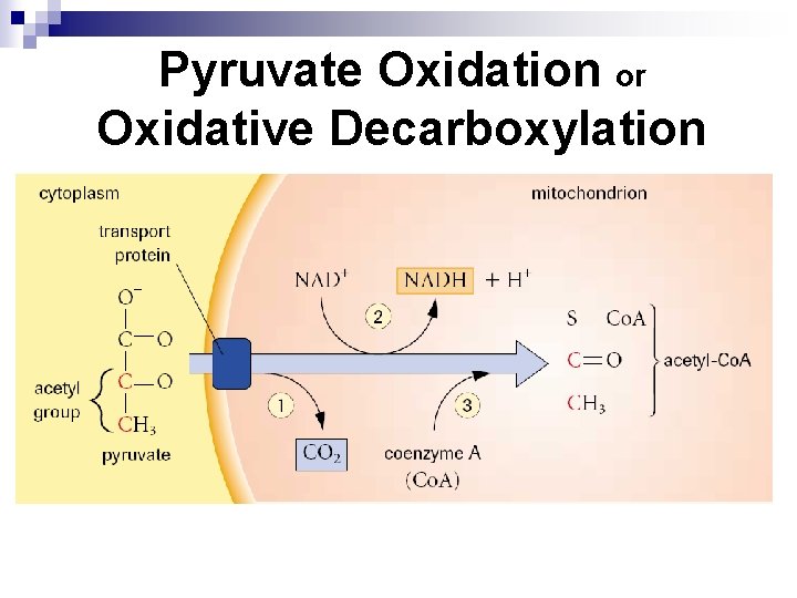 Pyruvate Oxidation or Oxidative Decarboxylation 