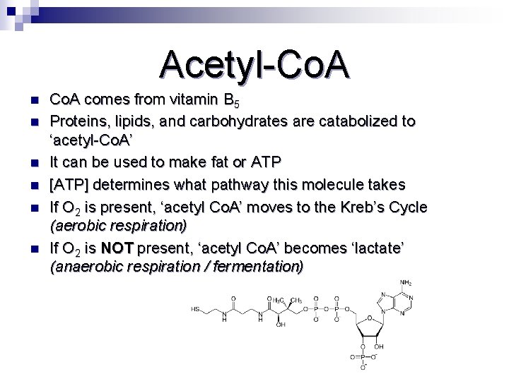 Acetyl-Co. A n n n Co. A comes from vitamin B 5 Proteins, lipids,