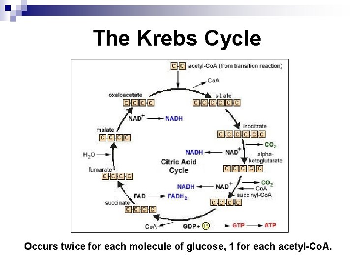 The Krebs Cycle Occurs twice for each molecule of glucose, 1 for each acetyl-Co.