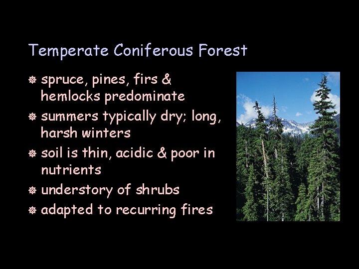 Temperate Coniferous Forest spruce, pines, firs & hemlocks predominate ] summers typically dry; long,