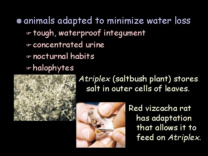 ] animals adapted to minimize water loss F tough, waterproof integument F concentrated urine