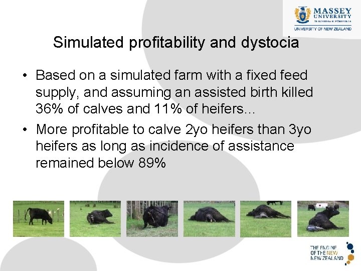 Simulated profitability and dystocia • Based on a simulated farm with a fixed feed