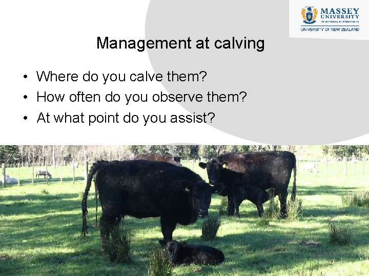 Management at calving • Where do you calve them? • How often do you