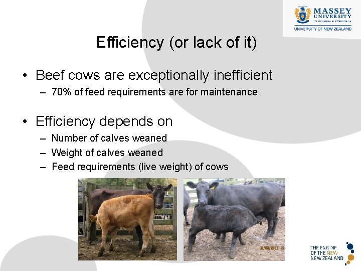 Efficiency (or lack of it) • Beef cows are exceptionally inefficient – 70% of