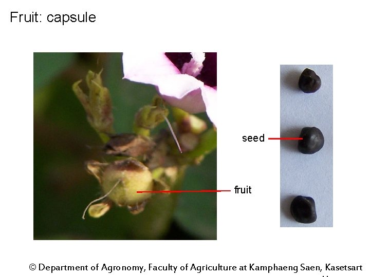 Fruit: capsule seed fruit © Department of Agronomy, Faculty of Agriculture at Kamphaeng Saen,