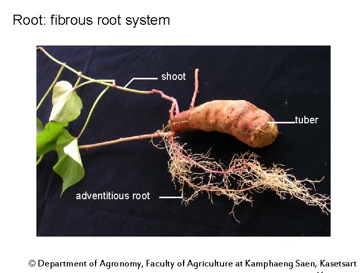 Root: fibrous root system shoot tuber adventitious root © Department of Agronomy, Faculty of