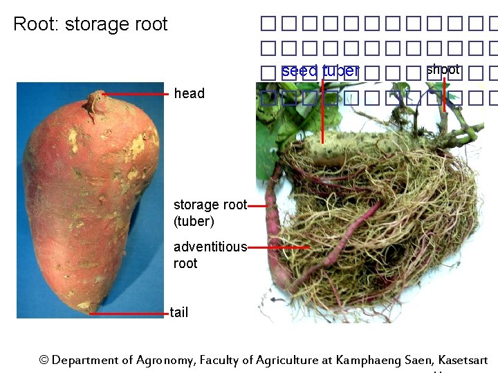 Root: storage root head ������������ shoot seed tuber ������������ storage root (tuber) adventitious root