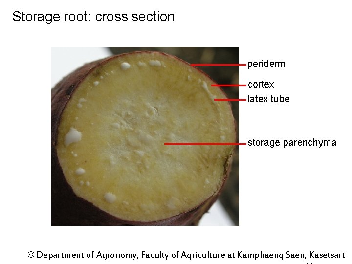 Storage root: cross section periderm cortex latex tube storage parenchyma © Department of Agronomy,