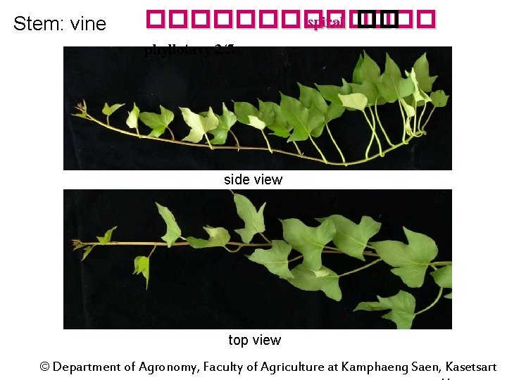 Stem: vine ������� spiral �� phyllotaxy 2/5 side view top view © Department of