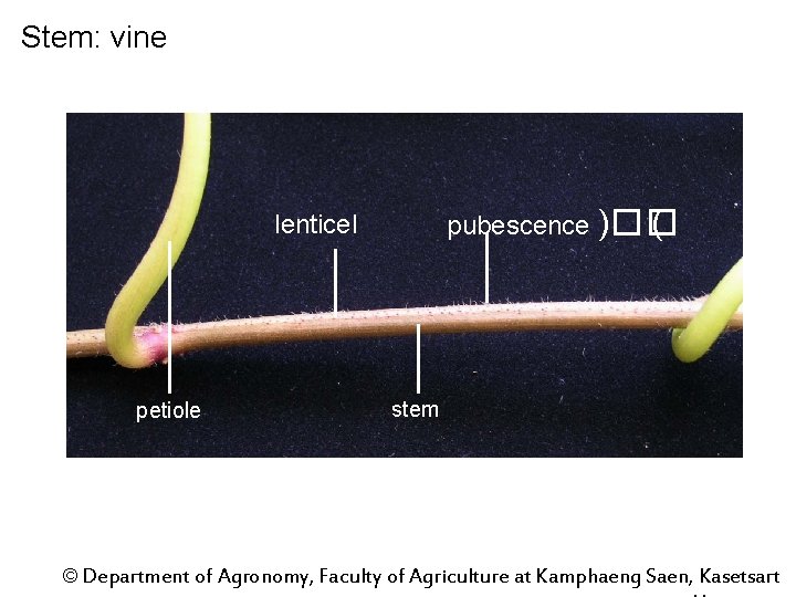 Stem: vine pubescence )�� ( lenticel petiole stem © Department of Agronomy, Faculty of