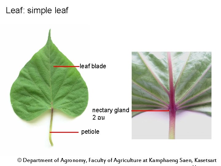 Leaf: simple leaf blade nectary gland 2 อน petiole © Department of Agronomy, Faculty