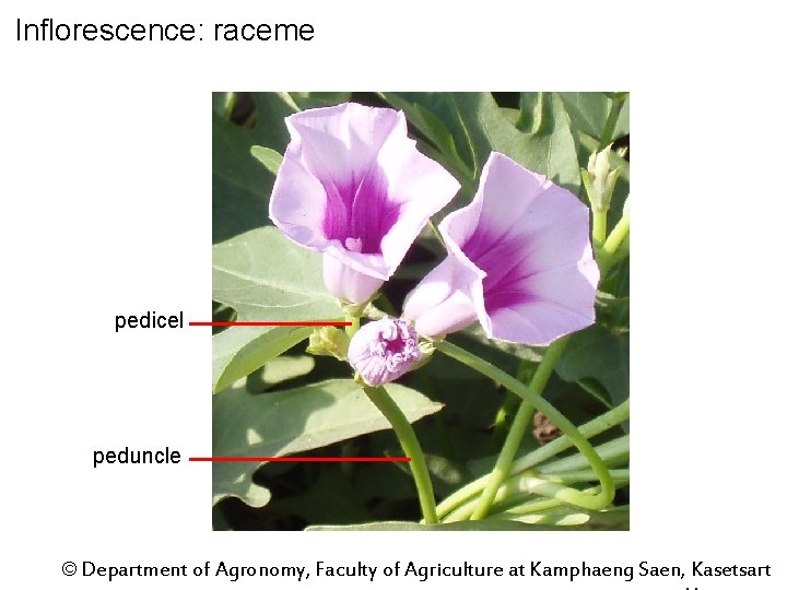 Inflorescence: raceme pedicel peduncle © Department of Agronomy, Faculty of Agriculture at Kamphaeng Saen,