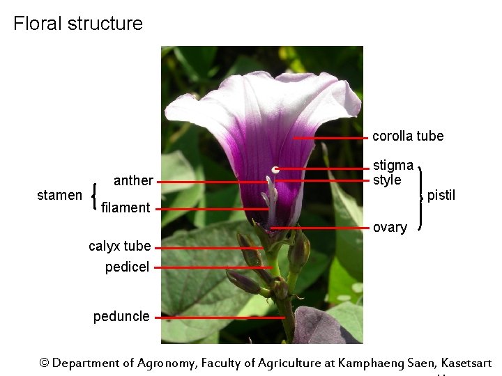 Floral structure corolla tube stamen anther stigma style filament pistil ovary calyx tube pedicel