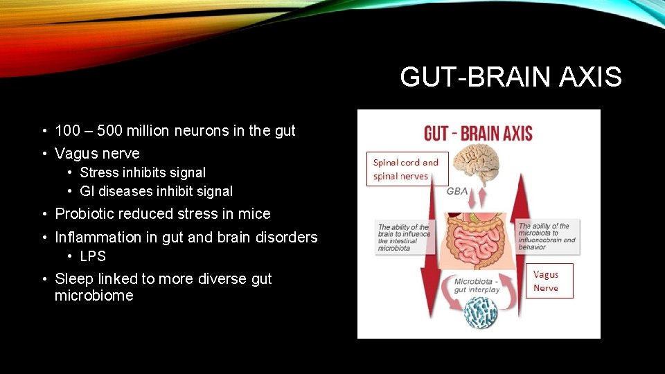 GUT-BRAIN AXIS • 100 – 500 million neurons in the gut • Vagus nerve