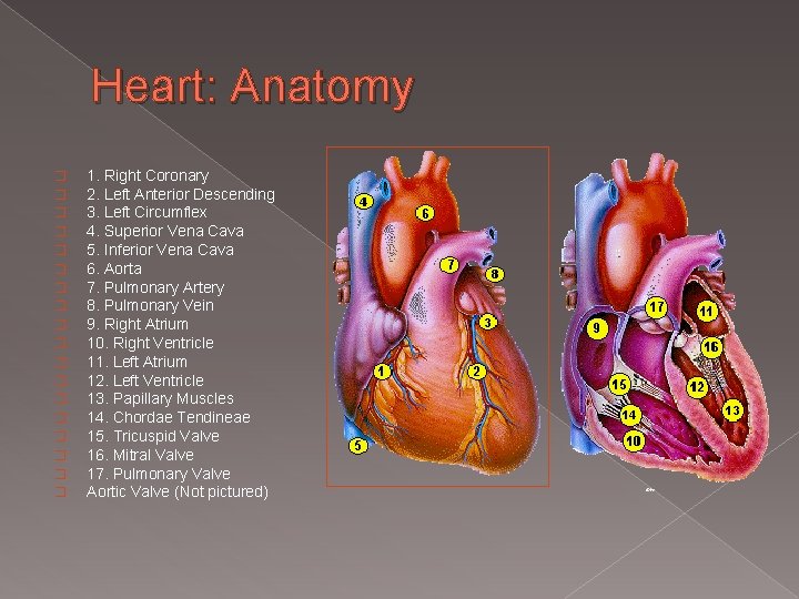 Heart: Anatomy � � � � � 1. Right Coronary 2. Left Anterior Descending