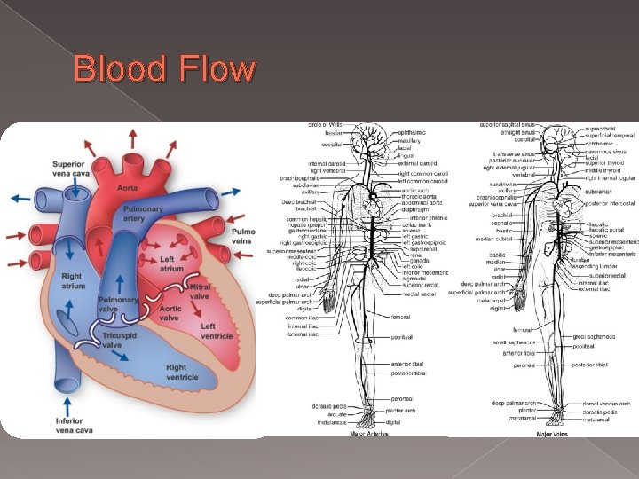 Blood Flow 