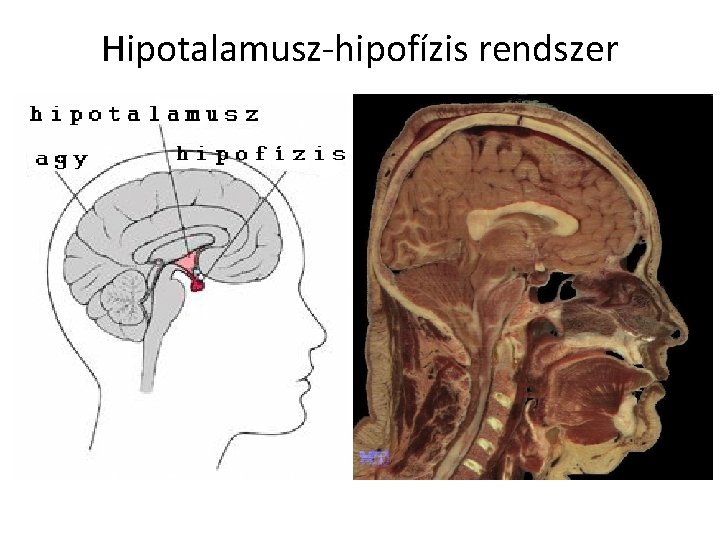 Hipotalamusz-hipofízis rendszer 
