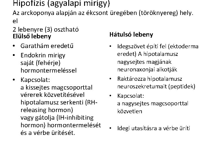 Hipofízis (agyalapi mirigy) Az arckoponya alapján az ékcsont üregében (töröknyereg) hely. el 2 lebenyre