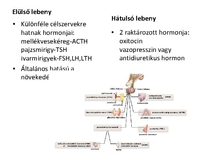 Elülső lebeny • Különféle célszervekre hatnak hormonjai: mellékvesekéreg-ACTH pajzsmirigy-TSH ivarmirigyek-FSH, LTH • Általános hatású