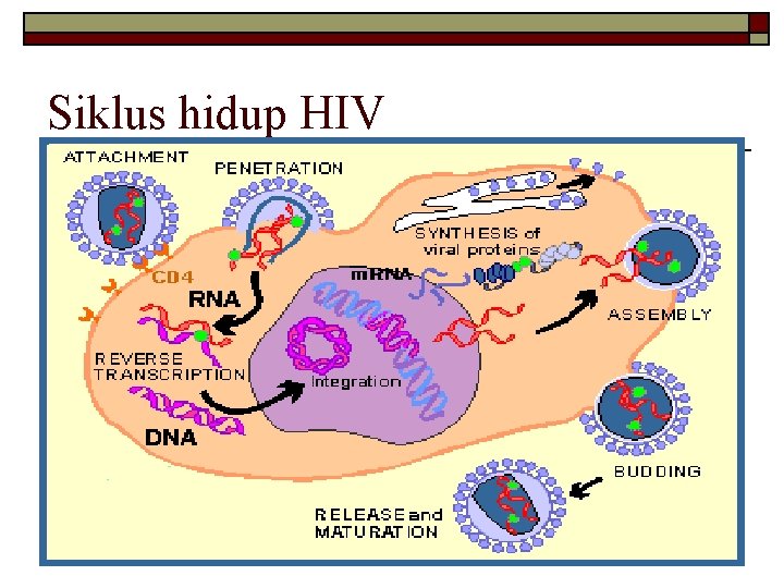 Siklus hidup HIV 