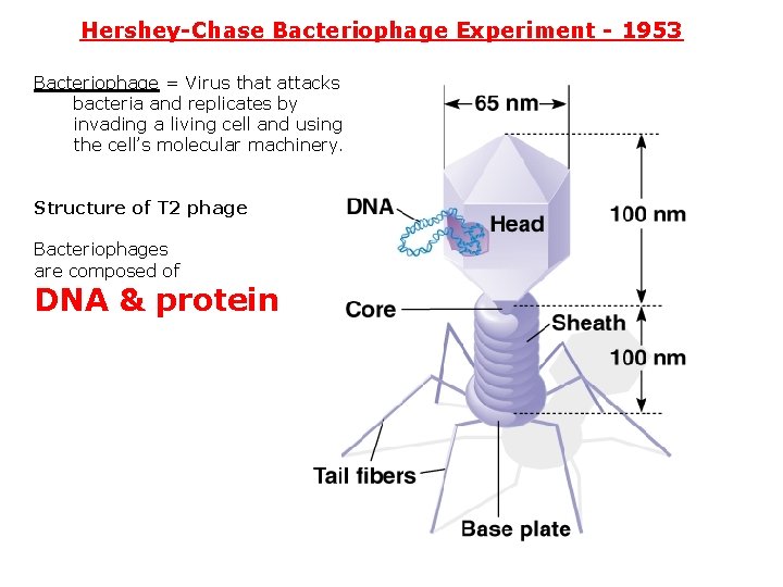 Hershey-Chase Bacteriophage Experiment - 1953 Bacteriophage = Virus that attacks bacteria and replicates by