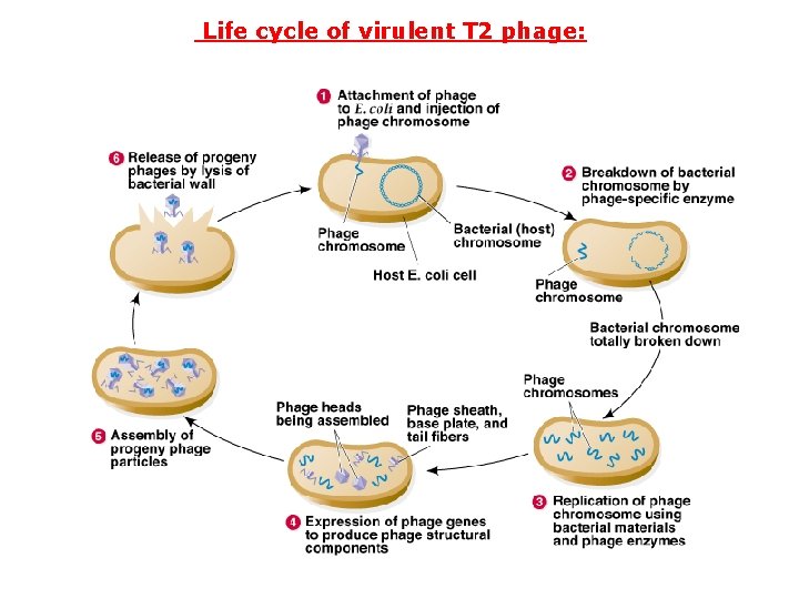 Life cycle of virulent T 2 phage: 