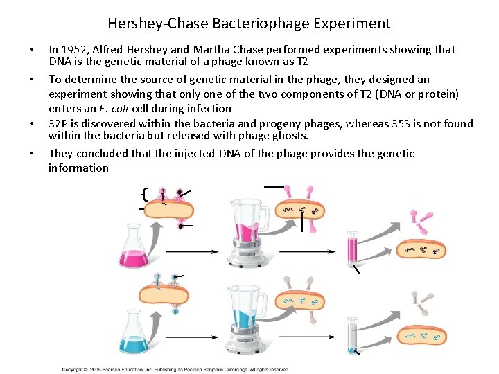 Hershey-Chase Bacteriophage Experiment • • In 1952, Alfred Hershey and Martha Chase performed experiments