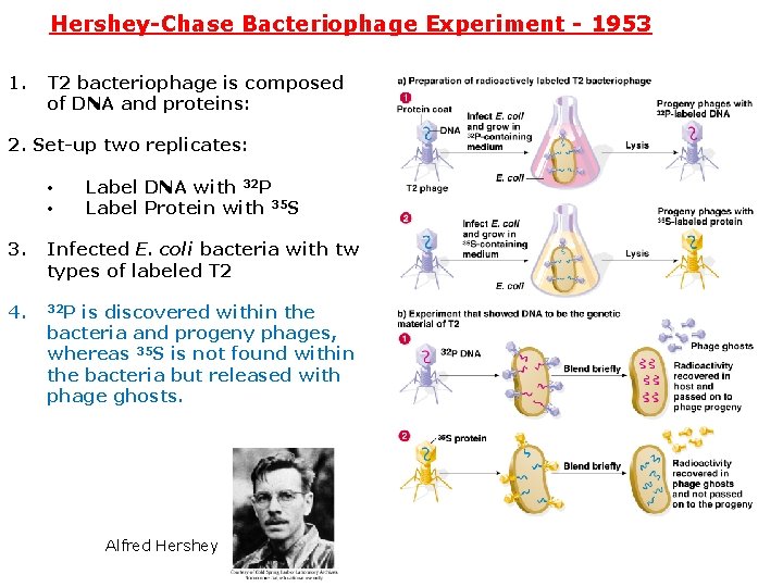 Hershey-Chase Bacteriophage Experiment - 1953 1. T 2 bacteriophage is composed of DNA and