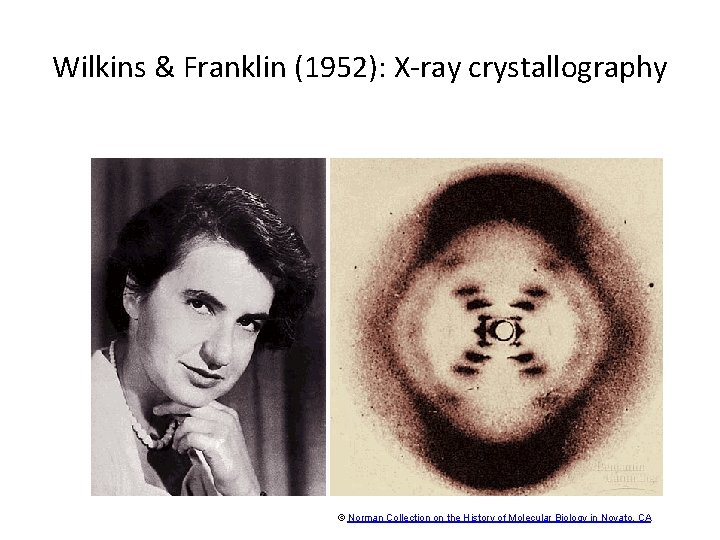 Wilkins & Franklin (1952): X-ray crystallography © Norman Collection on the History of Molecular