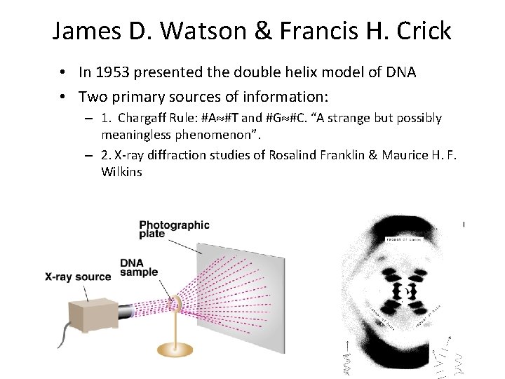 James D. Watson & Francis H. Crick • In 1953 presented the double helix