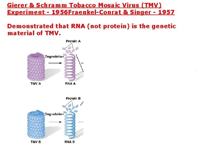 Gierer & Schramm Tobacco Mosaic Virus (TMV) Experiment - 1956 Fraenkel-Conrat & Singer -