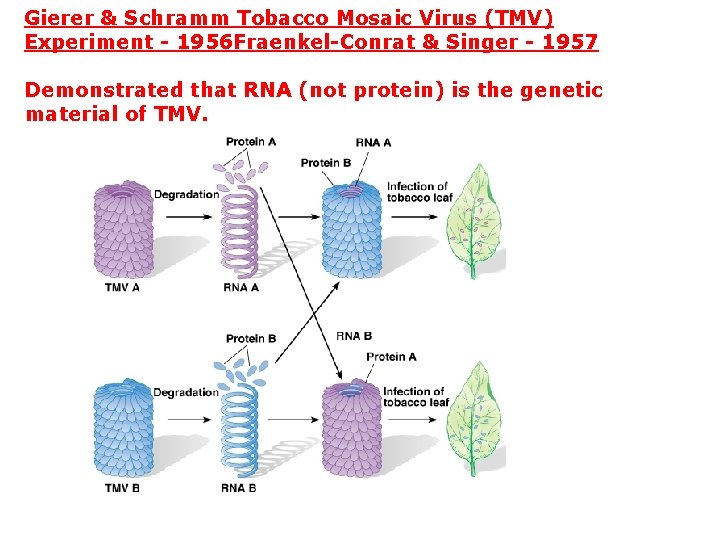 Gierer & Schramm Tobacco Mosaic Virus (TMV) Experiment - 1956 Fraenkel-Conrat & Singer -