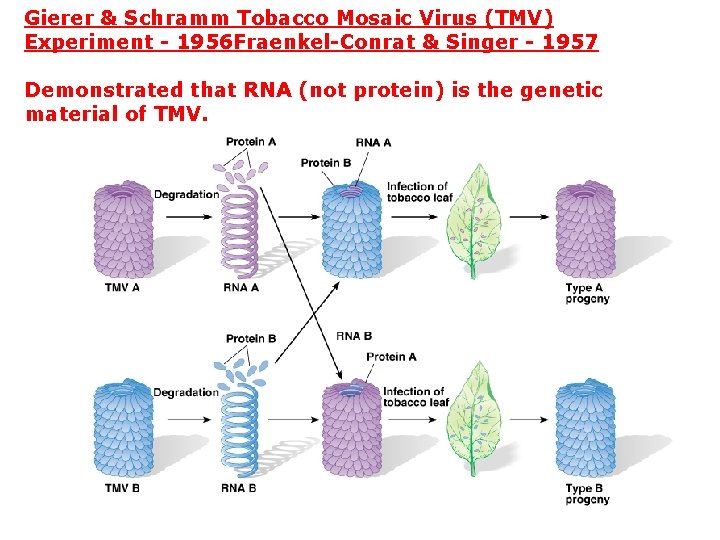 Gierer & Schramm Tobacco Mosaic Virus (TMV) Experiment - 1956 Fraenkel-Conrat & Singer -