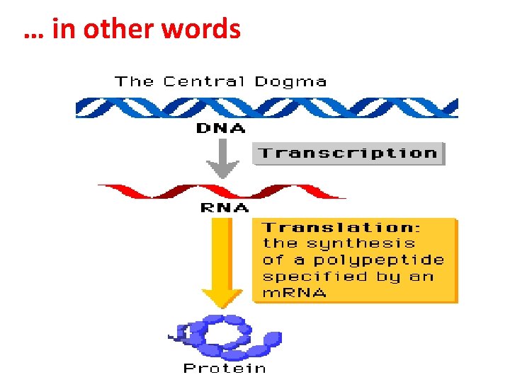 … in other words • Protein information cannot flow back to nucleic acids •